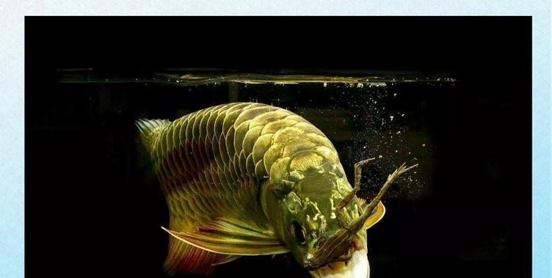 龙鱼拒食多久才会开口？（探索龙鱼食欲丧失的时间界限）