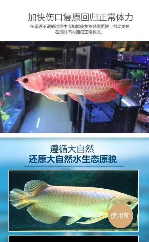 龙鱼拒食多久才会开口全攻略