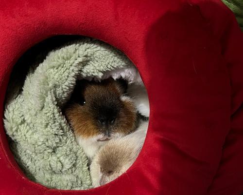 荷兰猪便血的问题及处理方法（荷兰猪便血的原因、危险性和应对措施）