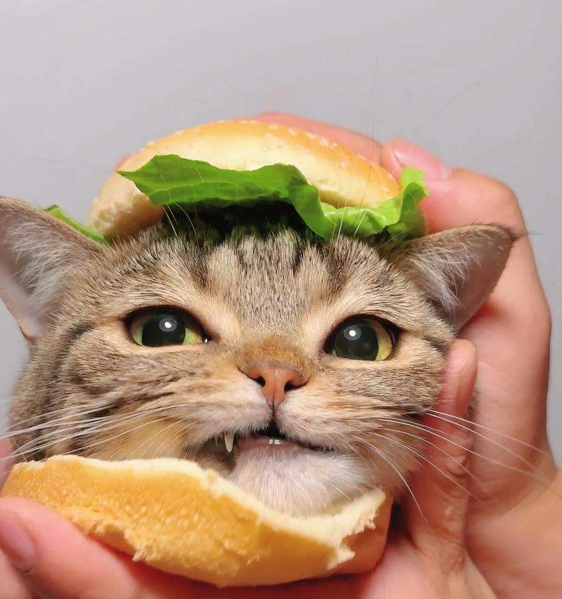 猫咪的饮食（探索猫咪可以吃的食物及其益处）