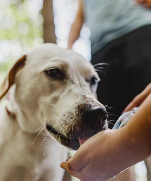 狗狗呛水后需要多长时间才能康复？