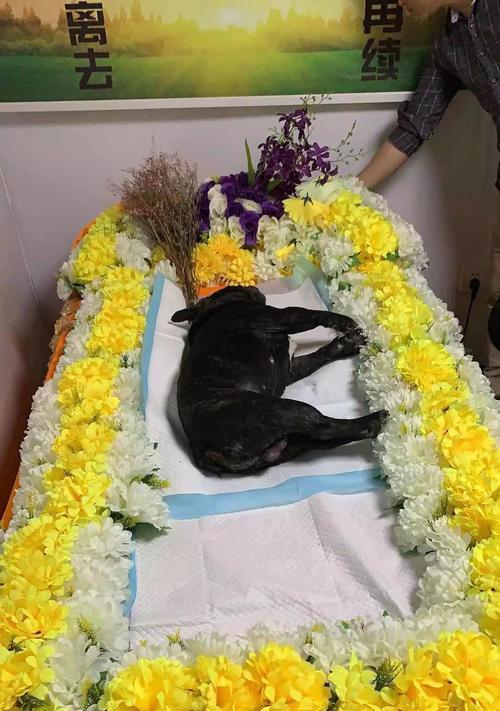 狗狗呛水后需要多长时间才能康复？