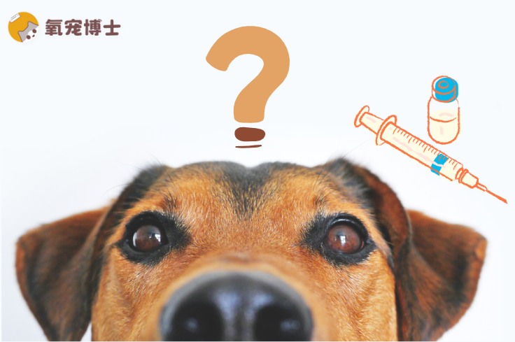 狗狗打完疫苗多久能洗澡？