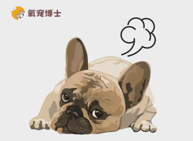 狗狗老放臭屁？别笑！可能是肠胃有问题全攻略