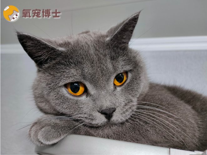 猫咪鼻子干燥不一定是生病｜健康判断全攻略