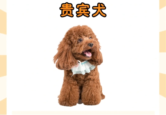 泰迪犬真的很好养吗？