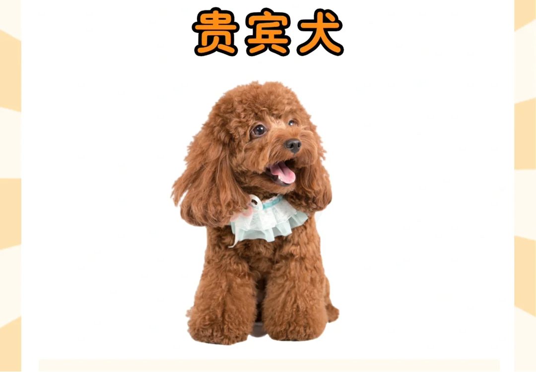 泰迪犬真的很好养吗？养前必看全攻略