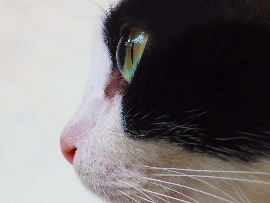 猫咪鼻子干燥的原因