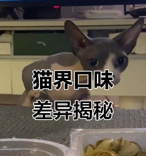 猫咪的最爱美食探秘（揭秘猫咪的味蕾之旅，这些食物能俘获它们的心（）