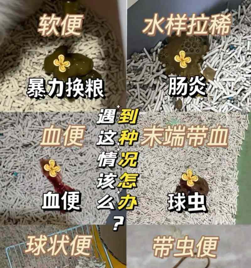 怀孕猫咪拉稀的原因及处理方法（观察猫咪精神状态，细心呵护怀孕宝贝）