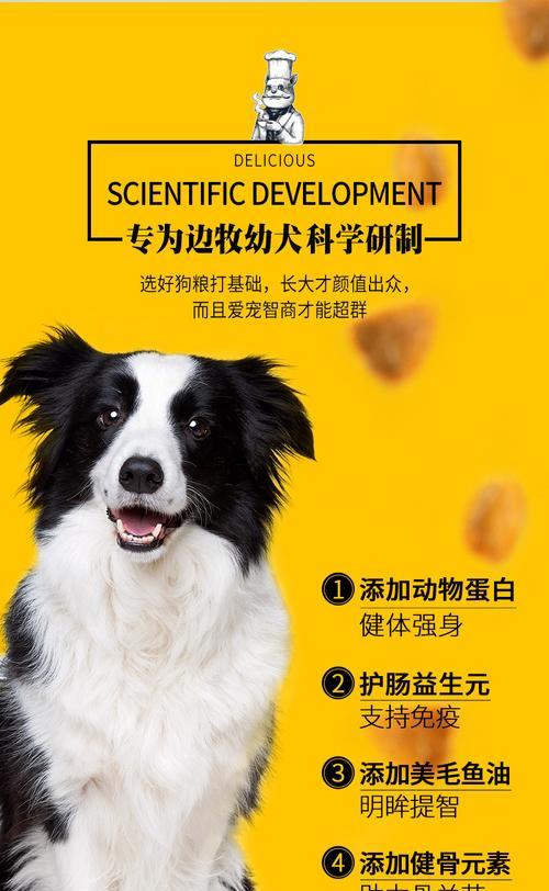 小牧羊犬何时开始喂狗粮？（了解适合小牧羊犬的饮食时间和方式）
