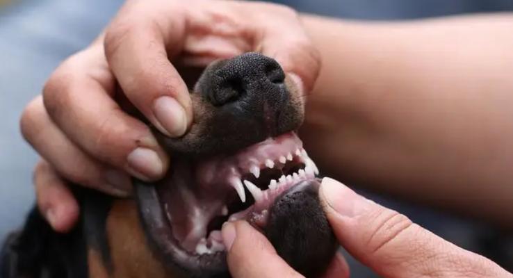 小狗打完狂犬疫苗洗澡注意事项｜全面指南