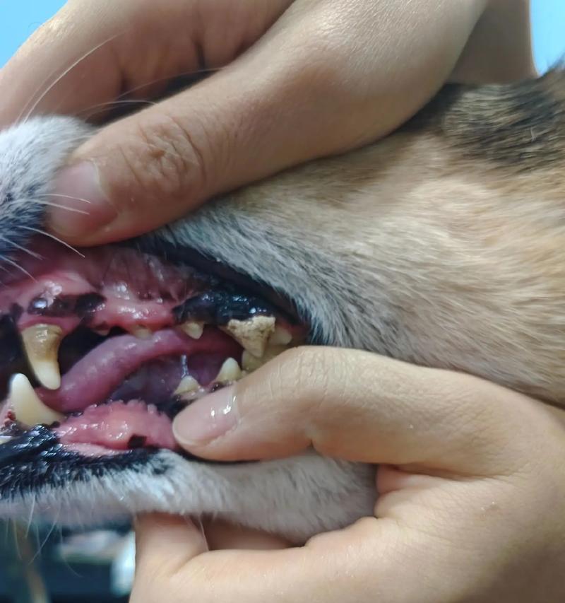 揭秘狗狗牙结石的成因及预防方法（3个坏习惯为牙结石的主要原因，如何有效预防？）