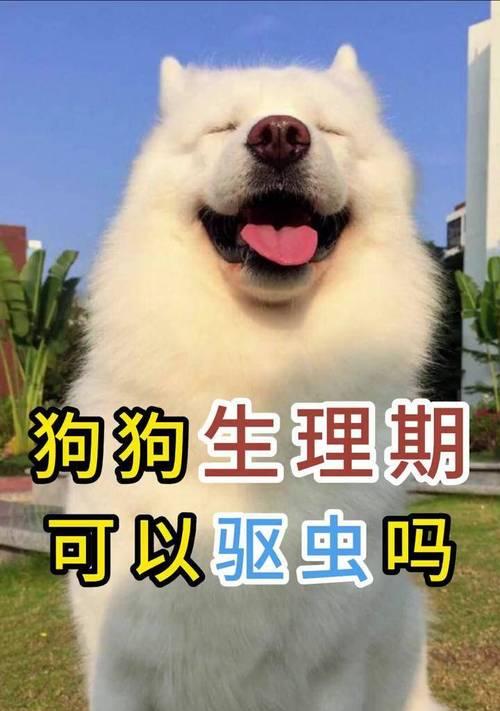 宠物狗狗驱虫时间安排｜科学驱虫全攻略