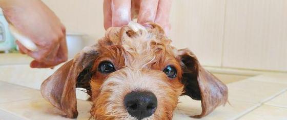 小狗打完狂犬疫苗多久可以洗澡？（洗澡时间和注意事项）