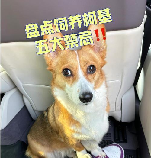 新手铲屎官养小柯基超全好物分享（打造舒适快乐的小柯基生活，新手铲屎官必备好物大揭秘！）