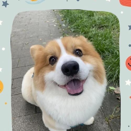 新手铲屎官养小柯基超全好物分享（打造舒适快乐的小柯基生活，新手铲屎官必备好物大揭秘！）