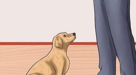 如何应对幼犬低血糖问题（预防和处理幼犬低血糖的关键措施）