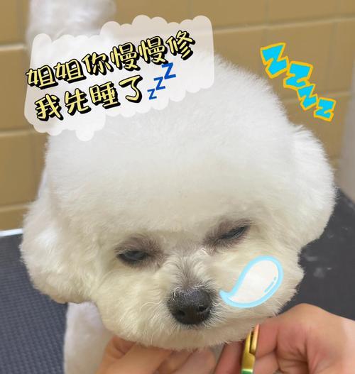 比熊毛剃后需要多久才会长出？（探索比熊毛剃后生长周期的奥秘）