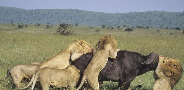 犀牛（揭秘犀牛身上的原因和优势）