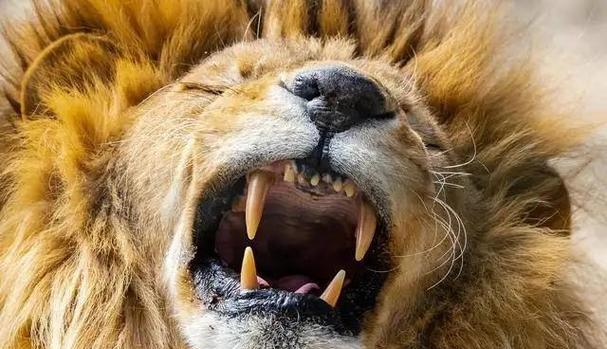 犀牛（揭秘犀牛身上的原因和优势）