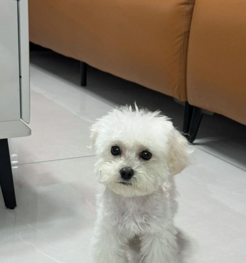 比熊毛剃后需要多久才会长出？（探索比熊毛剃后生长周期的奥秘）