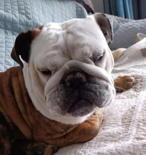 狗狗抑郁的表现及如何帮助（发现狗狗抑郁的重要迹象与关键方法）