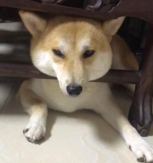 狗狗抑郁的表现及如何帮助（发现狗狗抑郁的重要迹象与关键方法）