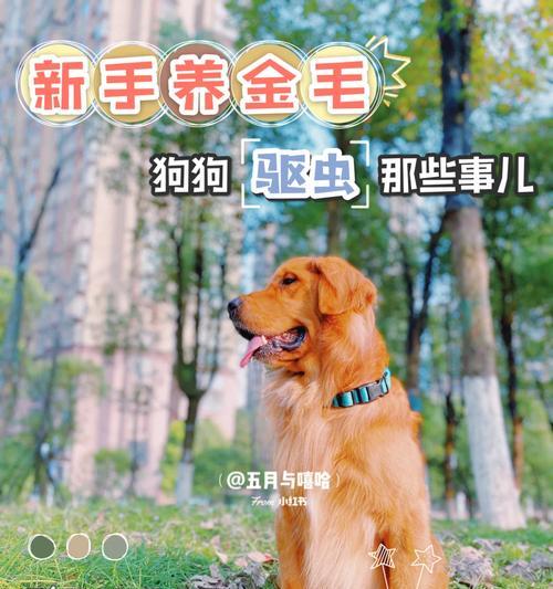 金毛驱虫（了解金毛驱虫的周期和经济投入）