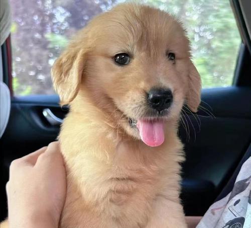 金毛驱虫（了解金毛驱虫的周期和经济投入）