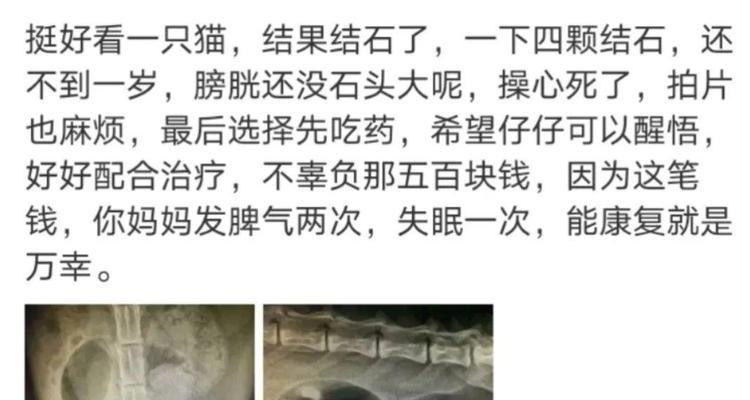 猫结石康复需要多久？（了解猫结石康复时间的关键因素。）