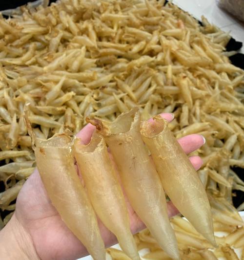 食用蜘蛛的好处全攻略