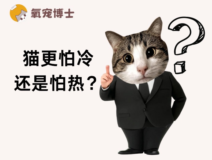 猫咪怕冷还是怕热？