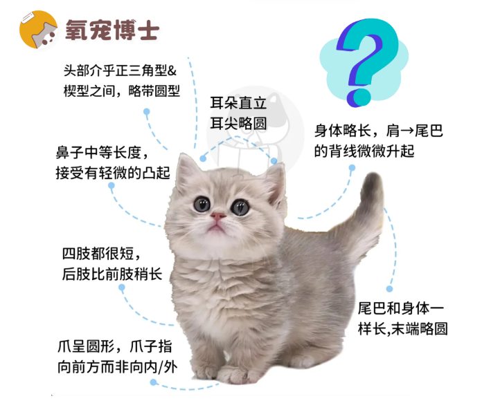 曼基康矮脚猫饲养指南｜新手必看实用技巧