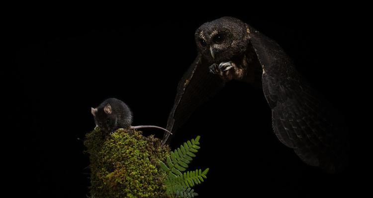 老鹰和猫头鹰的食性差异（揭秘不同种类的鹰喜好的食物以及原因）