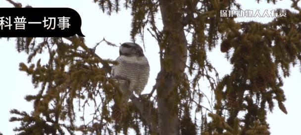 老鹰和猫头鹰的食性差异（揭秘不同种类的鹰喜好的食物以及原因）