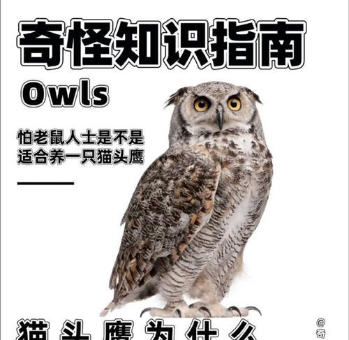 老鹰和猫头鹰的食性差异（揭秘不同种类的鹰喜好的食物以及原因）