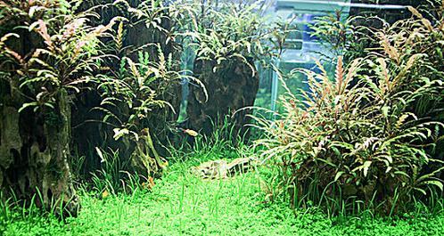 水族箱造景教程（以鱼缸内造景的三种方法及注意事项）