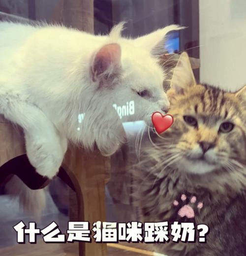 猫咪为什么会做出踩奶的行为？（探究猫咪踩奶行为的原因及意义）