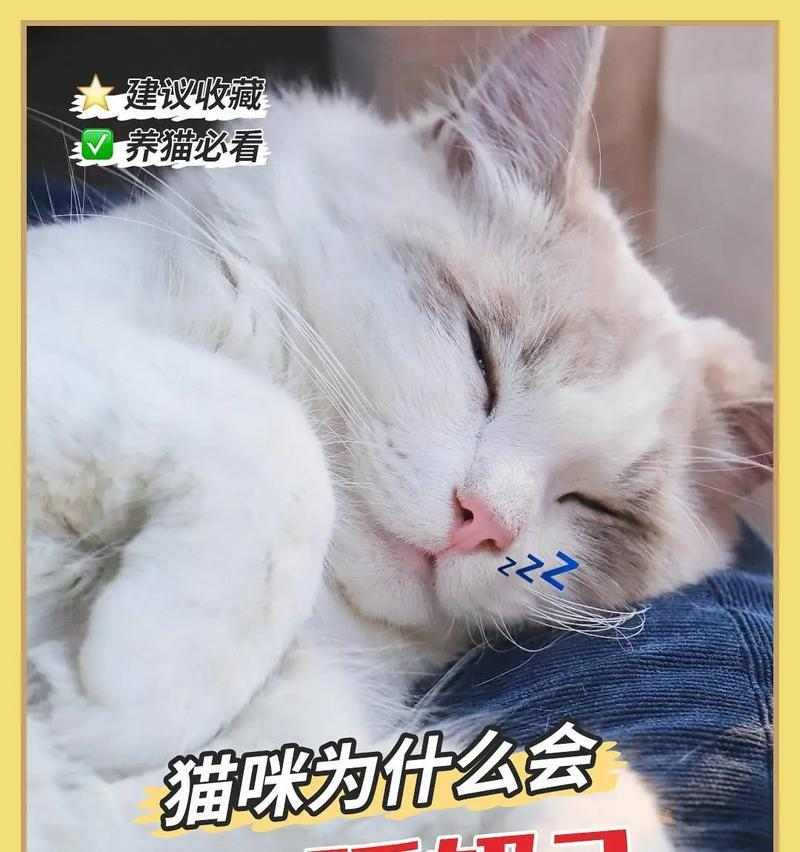 猫咪为什么会做出踩奶的行为？（探究猫咪踩奶行为的原因及意义）