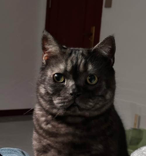 猫咪踩奶行为原因解析｜科学了解猫咪心理与行为