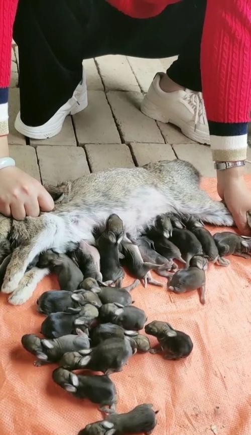 兔子的孕期及繁殖周期（了解兔子孕期长短及如何繁殖）