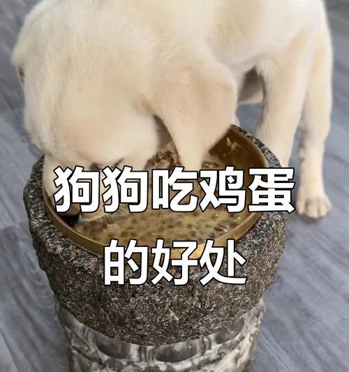 小狗火气大？试试这些食物降火！（为你的小狗选择适合的食物，舒缓体内火气的秘诀）