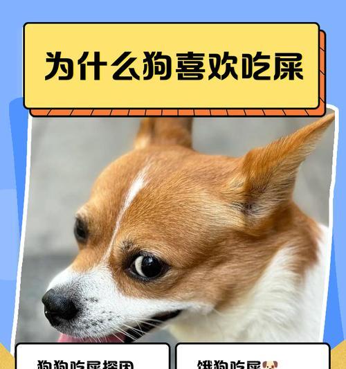 如何处理狗狗吃便便的习惯（探索狗狗吃便便的原因及有效的解决方法）