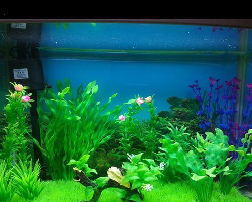 水族箱造景教程（以鱼缸内造景的三种方法及注意事项）