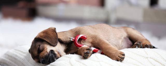 狗中风前的表现及其“早期狗中风症状”（掌握这些早期症状，及早发现和治疗狗中风）