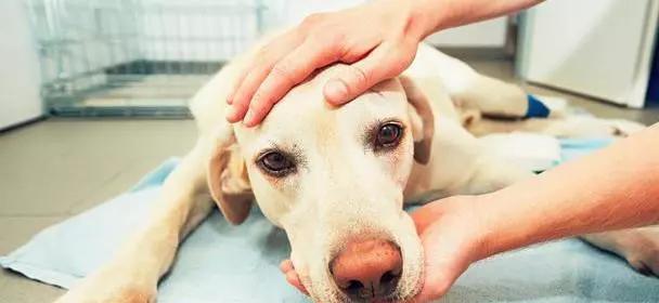 狗中风前的表现及其“早期狗中风症状”（掌握这些早期症状，及早发现和治疗狗中风）