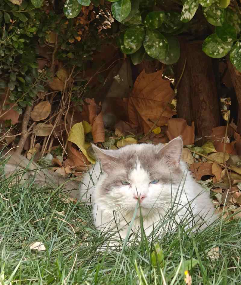 与流浪猫混熟步骤全攻略