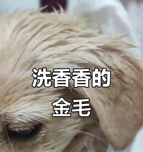 小金毛洗澡的最佳时间和频率（宠物狗洗澡有讲究，别错过最佳时机！）