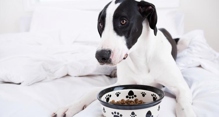 狗狗到陌生环境多久不吃饭？（探讨狗狗适应陌生环境后的饮食问题）